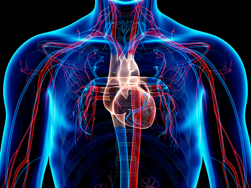 Adaptações Do Sistema Cardiorrespiratório
